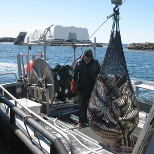 Unloading Salmon